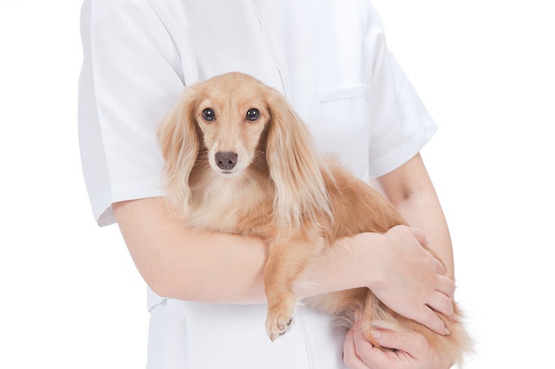 あきペットクリニック 院長